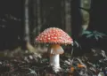 Unsplash Dm QxdynoEc