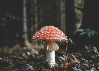 Unsplash Dm QxdynoEc